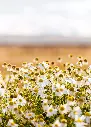 chamomille_ateliercaffe1.webp